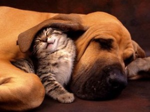 cats-dogs-together-760114
