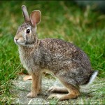 rabbit picture